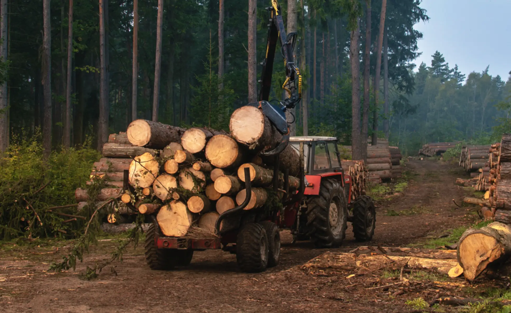 forestry