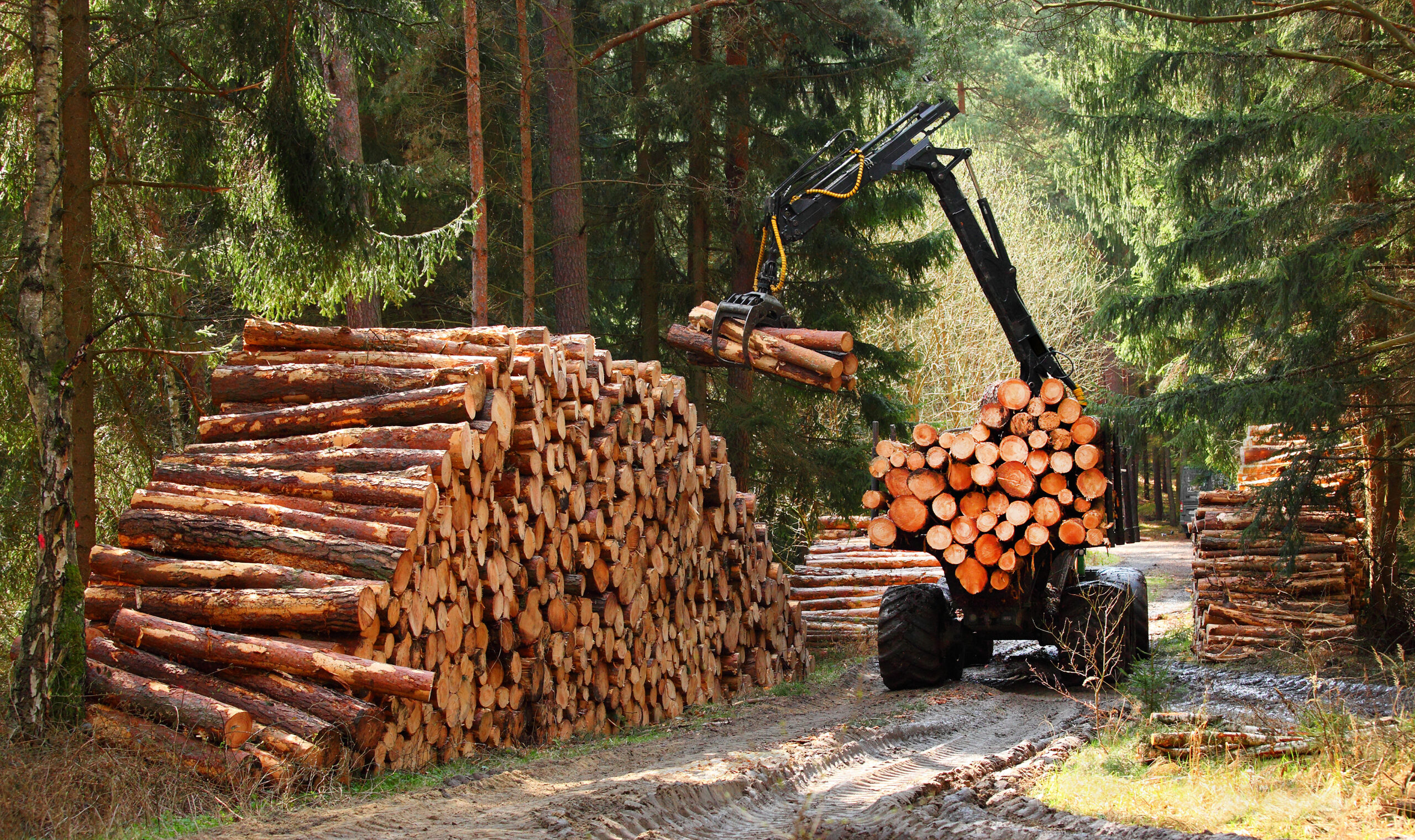 Forestry equipment in the forest collection logs from a pile