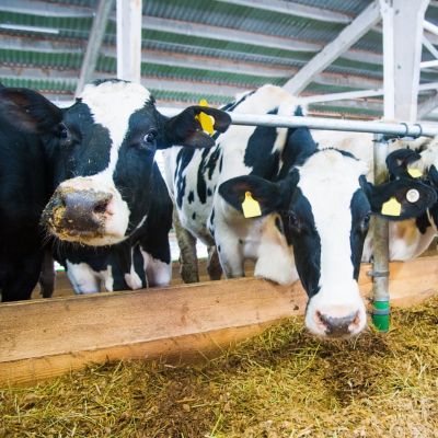 cows farm DeLaval